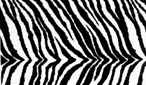 Zebra pattern texture close up