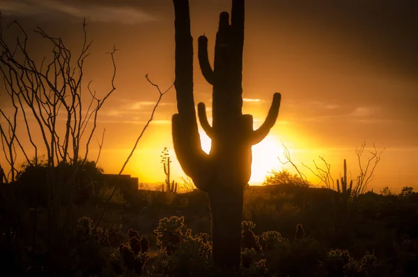Arizona Pustynia Krajobraz Drzewo Kaktus Saguaro Framing Płonący Wschód Słońca — Zdjęcie stockowe