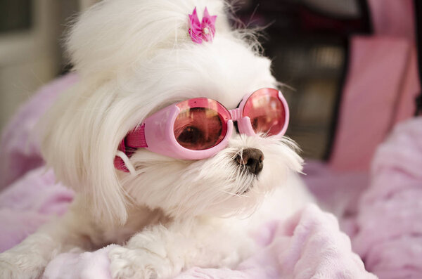 Fashionable trendy Maltese dog wearing pink goggles