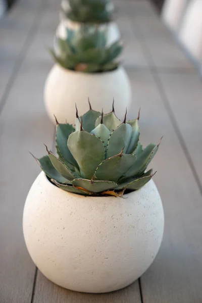 Aloe Vera Maceta Blanca Moderna Mesa — Foto de Stock