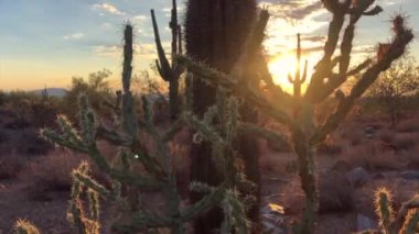 Scottsdale Arizona çöl günbatımı 