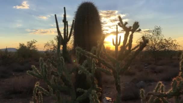 Scottsdale Arizona Désert Coucher Soleil — Video