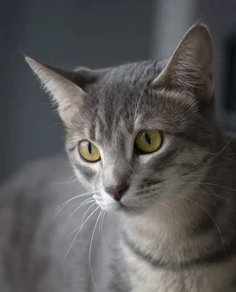 Inländische Neugierig Süße Katze Porträt — Stockfoto