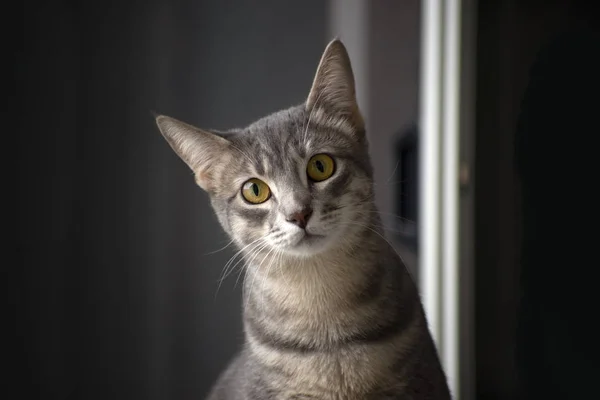 Yerli Meraklı Şirin Kedi Portre — Stok fotoğraf