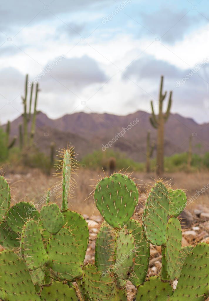 Desert landscape, cactus trees and mountain background in Scottsdale,Az,USA