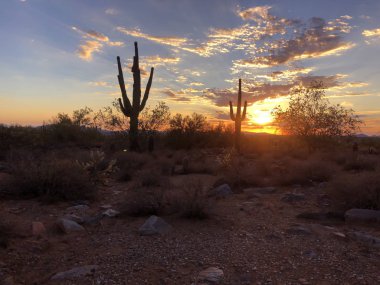Scottsdale, Arizona, Saguaro kaktüsü kontrast ağaç bu batan güneşin parlayan günbatımı.