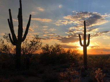 Scottsdale, Arizona, Saguaro kaktüsü kontrast ağaç bu batan güneşin parlayan günbatımı.