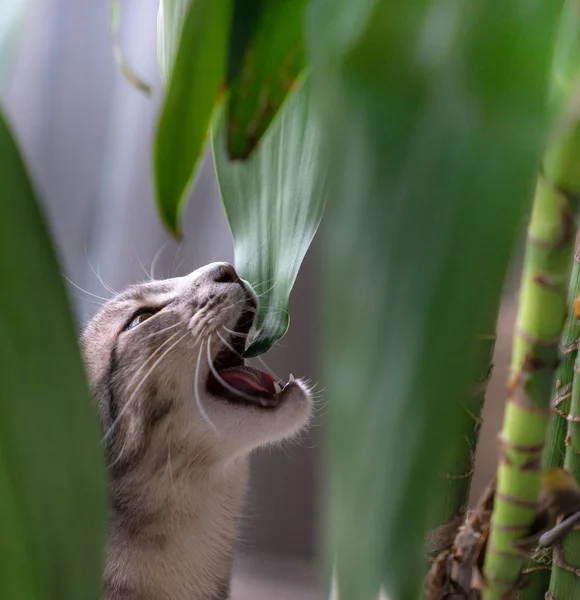 Huiskat Eet Kamerplant — Stockfoto