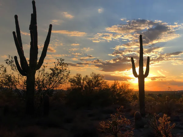 Naplemente Scottsdale Arizona Izzó Lenyugvó Nap Saguaro Kaktusz Rajzolódott — Stock Fotó