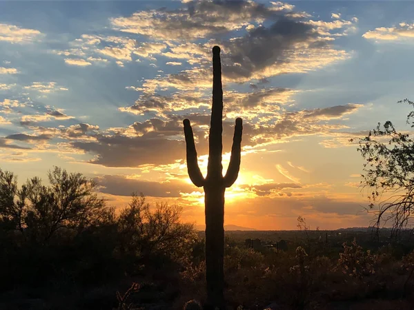 Scottsdale, Arizona, Saguaro kaktüsü kontrast ağaç bu batan güneşin parlayan günbatımı.