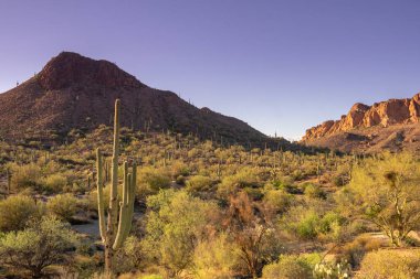 Güney Batı ABD, Arizona çölü manzara, batıl dağ Phoenix yakınındaki.