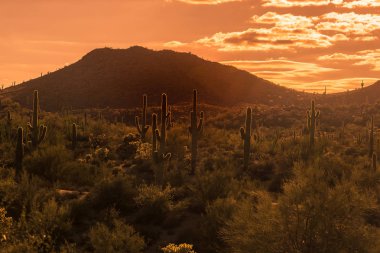 Güney Batı ABD, Arizona çölü manzara, batıl dağ Phoenix yakınındaki.