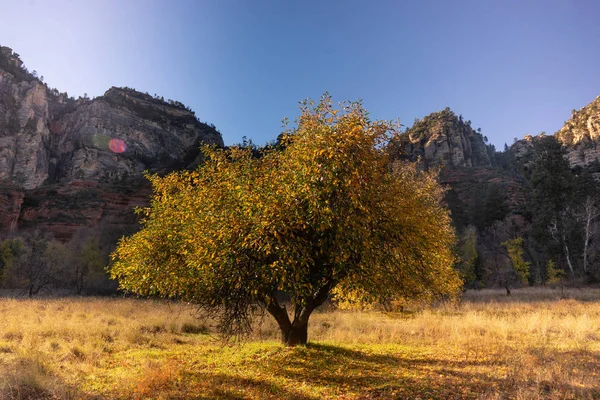 Sedona Arizona Ett Träd Som Förändras Höstfärger — Stockfoto