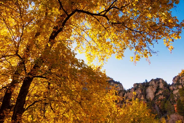 アリゾナ州南西部の壮大な秋の色 オーク クリーク キャニオン セドナの近くの木を変更します — ストック写真