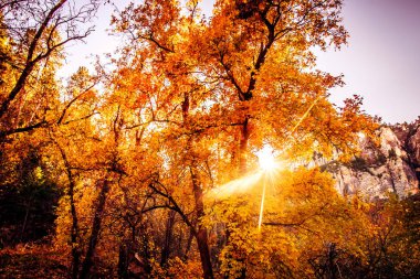 Epic Arizona South West fall trees changing of color, Oak Creek Canyon near Sedona. clipart