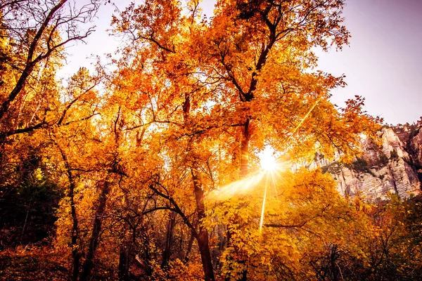 Epic Arizona South West Fall Trees Changing Color Oak Creek — Stock Photo, Image