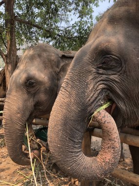 Tayland'da ot yiyen filler