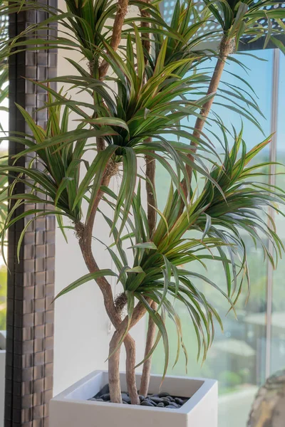 Planta Tropical Interior Cerâmica Branca Moderna Pote Elegante — Fotografia de Stock