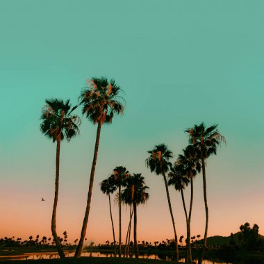 Scottsdale Arizona, Amerika Birleşik Devletleri. Güneş Camelback Dağı manzaralı göl üzerinde Palm Trees üzerinde batıyor.