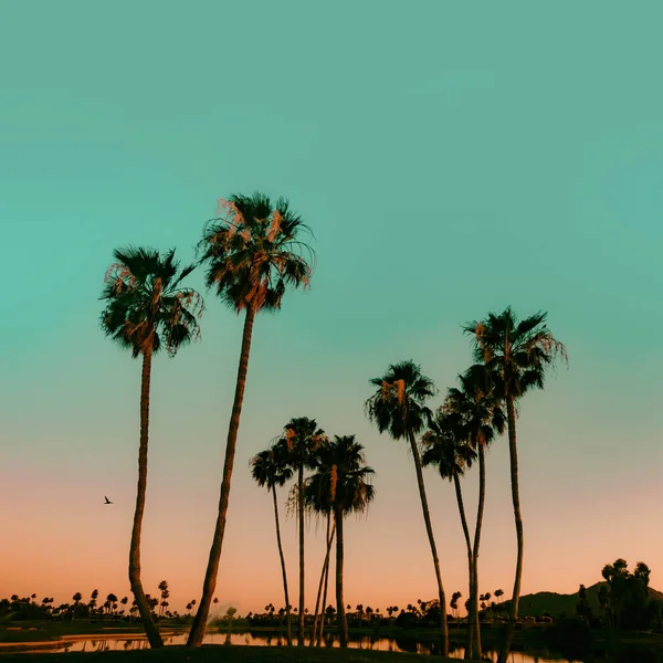 Scottsdale Arizona Usa Sonnenuntergang Über Palmen See Mit Blick Auf — Stockfoto