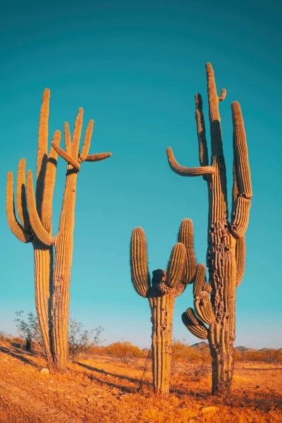 Deserto Saguaro Cacto Família Bastante Engraçado Cacto Árvore — Fotografia de Stock