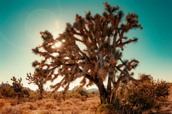 奥舒亚树仙人掌在科切拉附近的棕榈泉 沙漠景观 — 图库照片