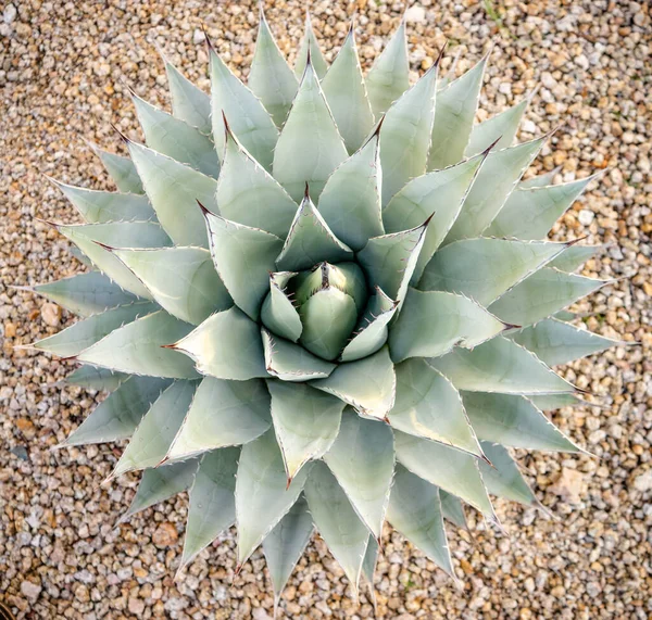 Jardín Del Desierto Paisaje Agave Planta Suculenta Disparado Directamente Desde — Foto de Stock