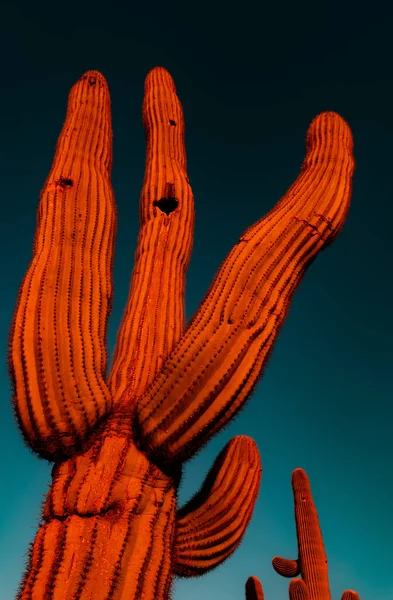 砂漠のサガロサボテンは夕日として赤とオレンジを育てる — ストック写真