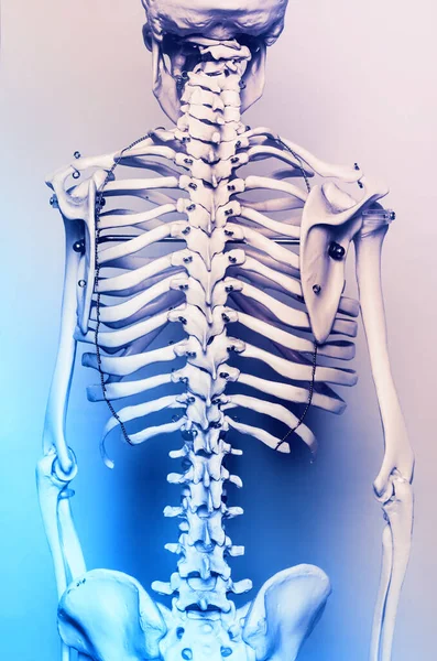 Skeleton Studijní Tělo Učení Pomoc — Stock fotografie