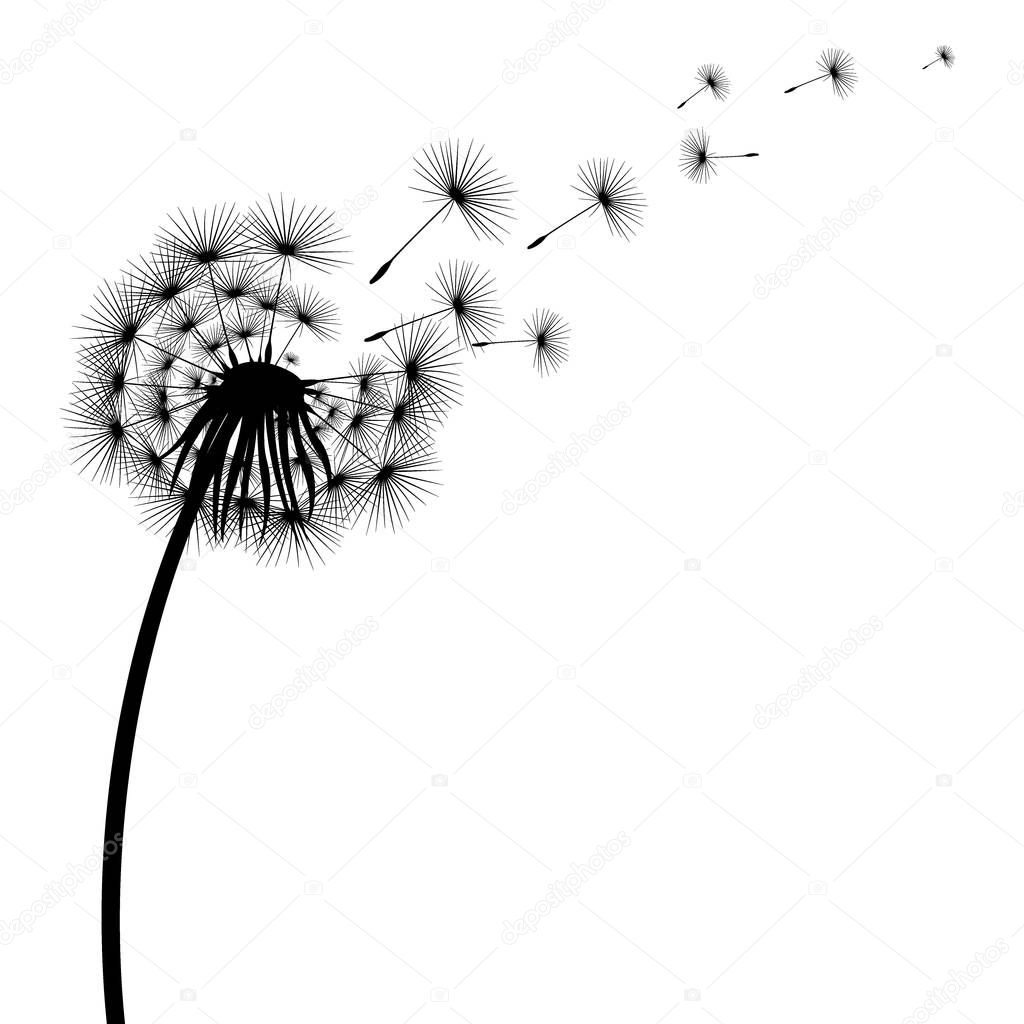 Silhouette of a flowering dandelion on a white background. Icon