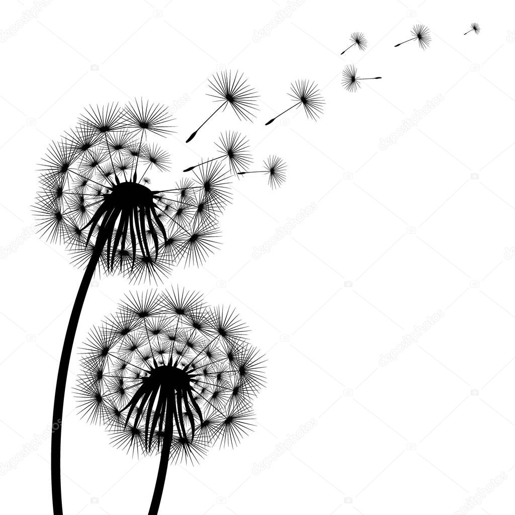 Silhouette of a flowering dandelion on a white background. Icon