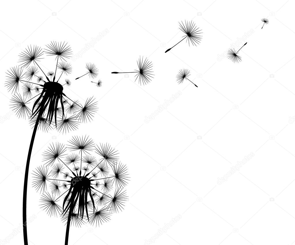 Silhouette of a flowering dandelion on a white background. Icon
