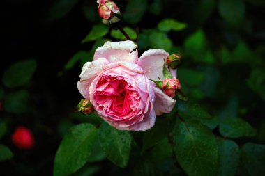 Parlak pembe gül çalı yağmur damlaları ile bahçede büyük tomurcukları ile yakın