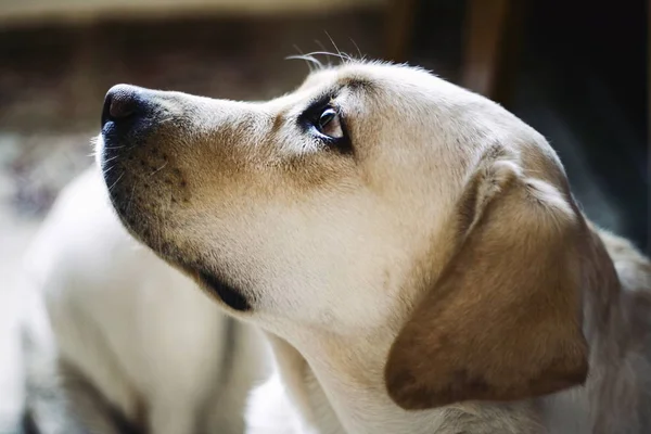 Porträt Eines Ruhigen Golden Labrador Retrievers Mit Verschwommenem Hintergrund — Stockfoto