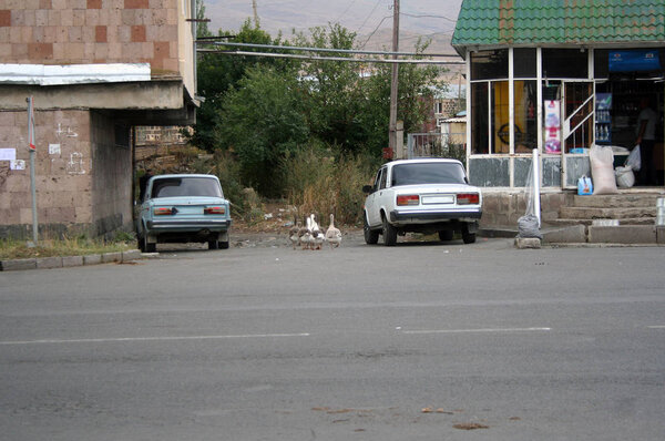 Geese walking on country road with cars in Armenia province
