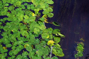 Nilüferler bir göletin üstünde yüzer ve su altında otlar. Su bazı küçük su hareketi ile mavi