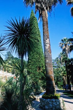 Sochi Arboretum, Rusya, parkta palmiye ve selvi ağaçları, hangi