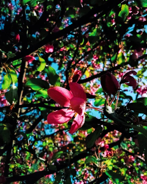 黑暗背景上的粉红色盛开的花朵 — 图库照片