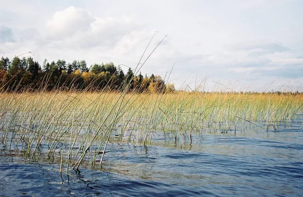 Bodem Zicht Van Riet Het Meer — Stockfoto