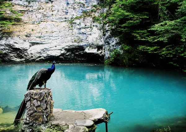 Pavo Real Sentado Orilla Del Lago Azul Abjasia Rodeado Masa —  Fotos de Stock