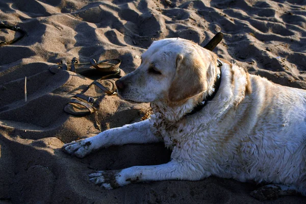 Blasse Labrador Liegt Auf Einem Sandstrand Einem Sommerabend Den Strahlen — Stockfoto