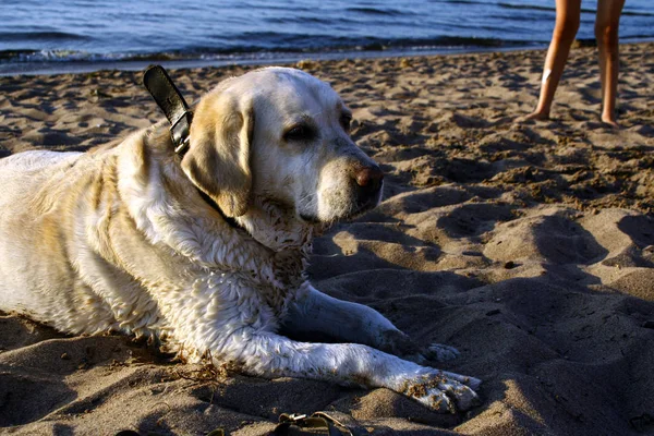 Bleke Labrador Hond Ligt Een Zandstrand Bij Zonsondergang Een Zomeravond — Stockfoto