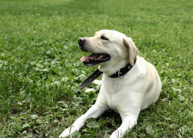 Aktif, gülümseyen ve mutlu safkan labrador av köpeği güneşli yaz gününde yeşil çimen parkında yatıyor.