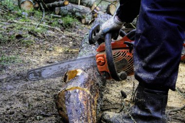 Ormanda elektrikli testereyle çam ağacı nı testereyle gören işçi