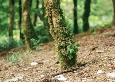 Yew ağaç gövdesi ve kökleri ve ağaçlar Soçi, Rusya yosun ile kaplı ile boxwood koru