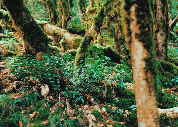 Yew Boxwood Grove Roots Trees Covered Moss Fallen Autumn Leaves — Stock Photo, Image