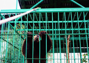 Hayvanat bahçesinde beslenen ayakta duran kahverengi ayı