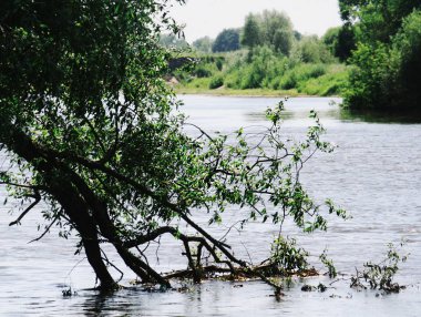 Kasırgadan sonra nehrin suyunda ağaç dalı