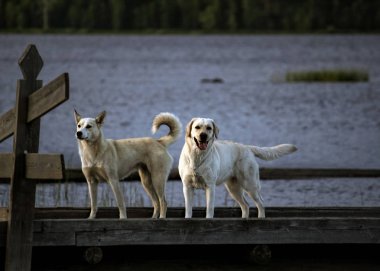 İki köpek gölün kıyısındaki iskelede gece geç saatlere kadar bekliyorlar. 