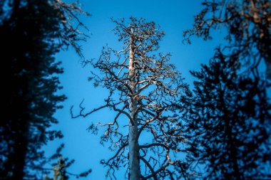 Yapraksız ağaç açık mavi gökyüzüne karşı